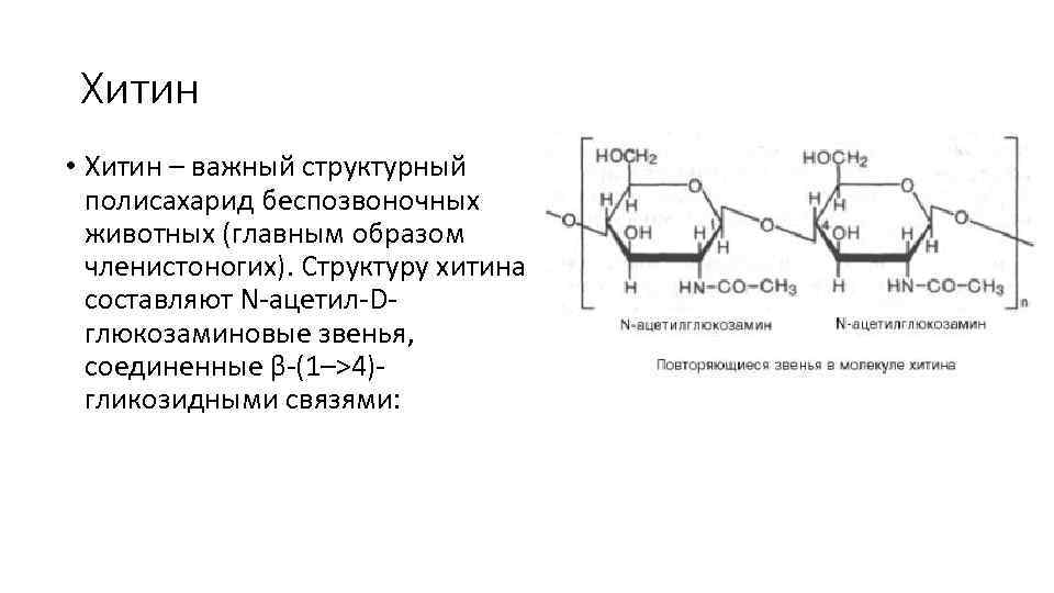 Хитин • Хитин – важный структурный полисахарид беспозвоночных животных (главным образом членистоногих). Структуру хитина