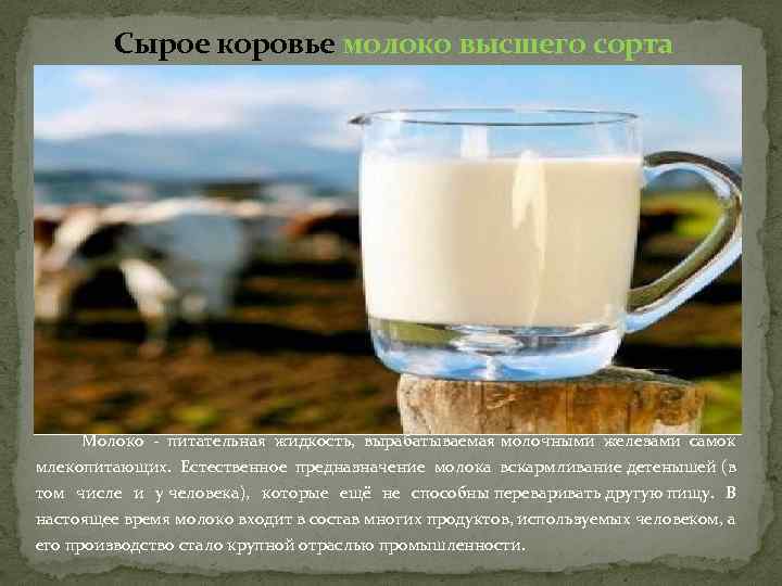 Сырое коровье молоко высшего сорта Молоко - питательная жидкость, вырабатываемая молочными железами самок млекопитающих.