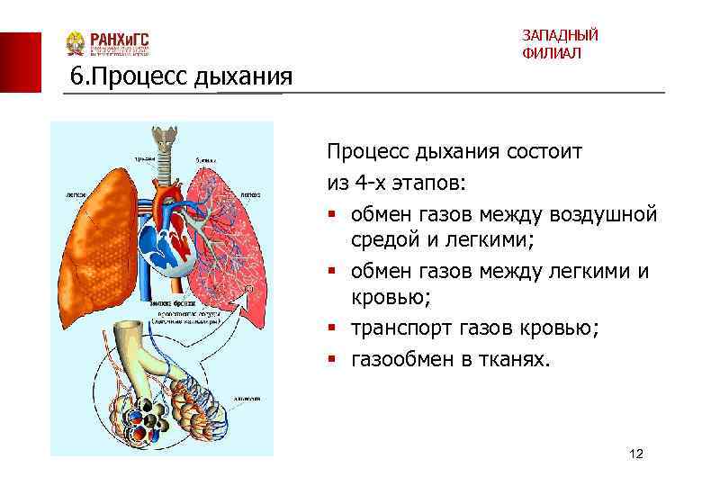 6. Процесс дыхания ЗАПАДНЫЙ ФИЛИАЛ Процесс дыхания состоит из 4 х этапов: § обмен