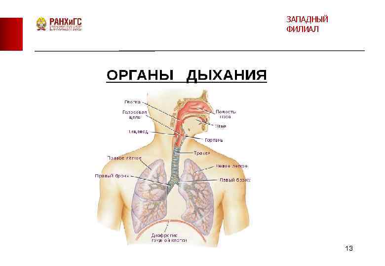 ЗАПАДНЫЙ ФИЛИАЛ 13 