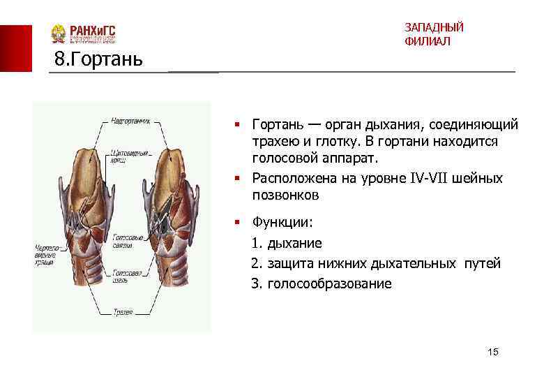 ЗАПАДНЫЙ ФИЛИАЛ 8. Гортань § Гортань — орган дыхания, соединяющий трахею и глотку. В