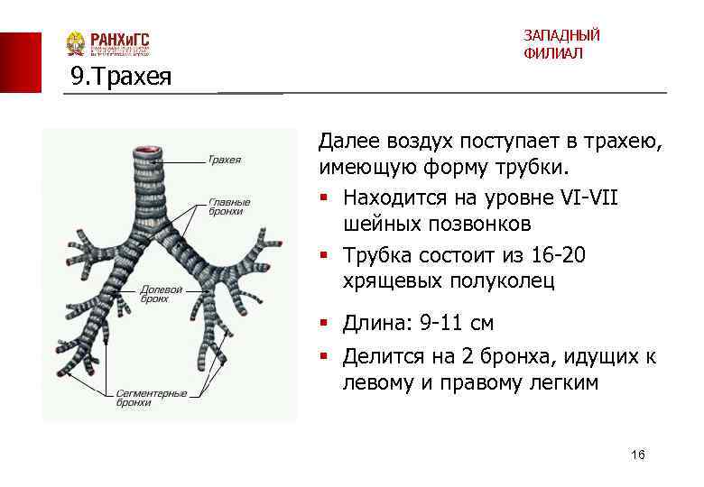 ЗАПАДНЫЙ ФИЛИАЛ 9. Трахея Далее воздух поступает в трахею, имеющую форму трубки. § Находится