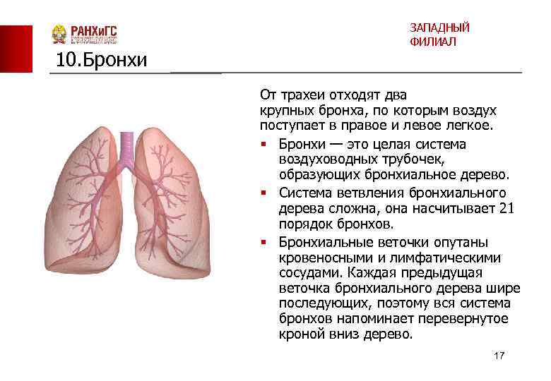 10. Бронхи ЗАПАДНЫЙ ФИЛИАЛ От трахеи отходят два крупных бронха, по которым воздух поступает