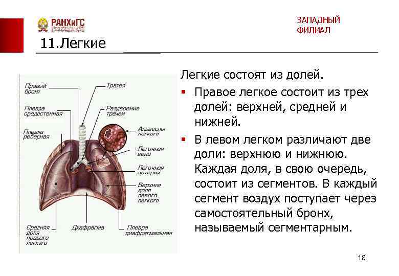 11. Легкие ЗАПАДНЫЙ ФИЛИАЛ Легкие состоят из долей. § Правое легкое состоит из трех