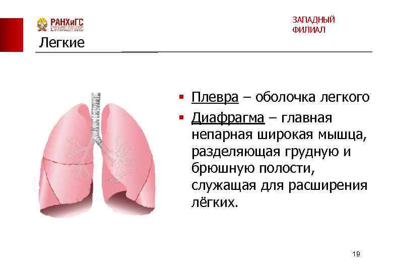 Легкие ЗАПАДНЫЙ ФИЛИАЛ § Плевра – оболочка легкого § Диафрагма – главная непарная широкая