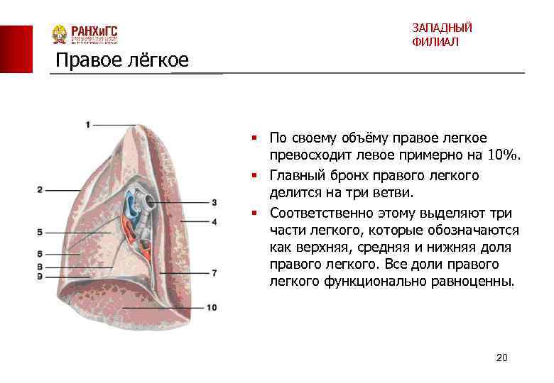 Правое лёгкое ЗАПАДНЫЙ ФИЛИАЛ § По своему объёму правое легкое превосходит левое примерно на