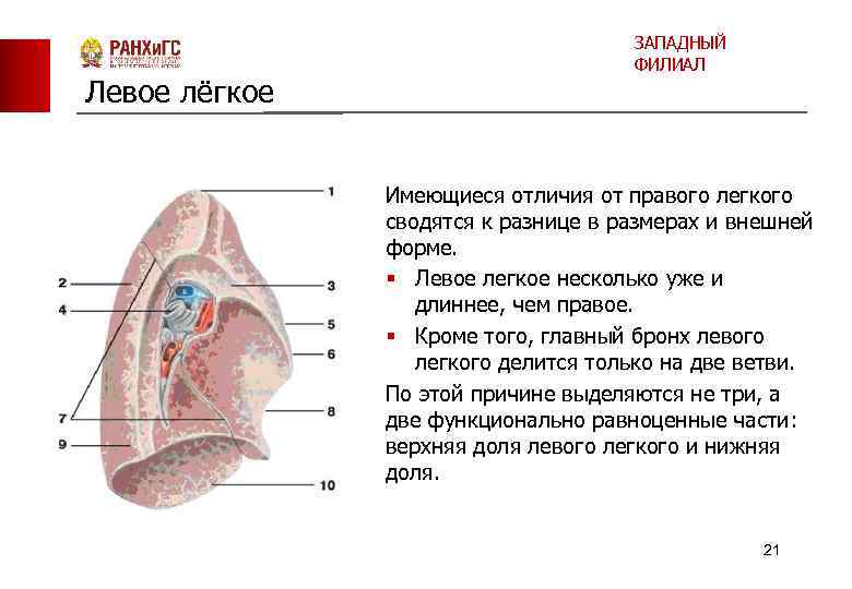 Левое лёгкое ЗАПАДНЫЙ ФИЛИАЛ Имеющиеся отличия от правого легкого сводятся к разнице в размерах
