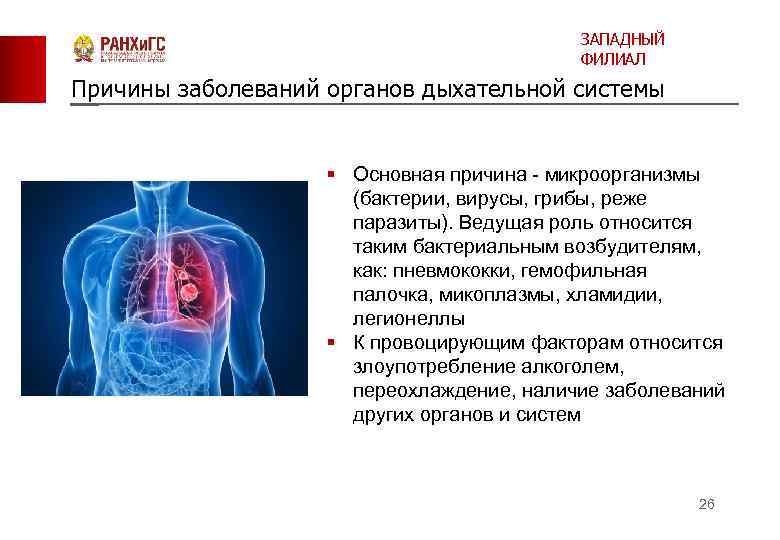 ЗАПАДНЫЙ ФИЛИАЛ Причины заболеваний органов дыхательной системы § Основная причина - микроорганизмы (бактерии, вирусы,