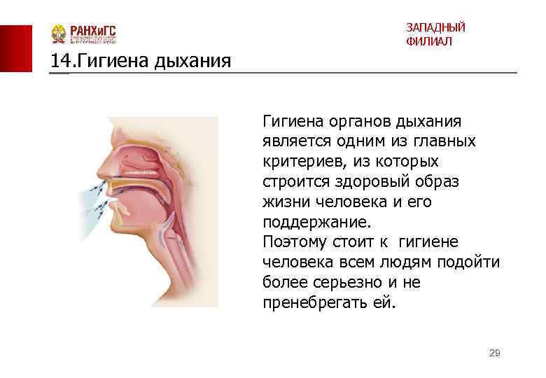 14. Гигиена дыхания ЗАПАДНЫЙ ФИЛИАЛ Гигиена органов дыхания является одним из главных критериев, из