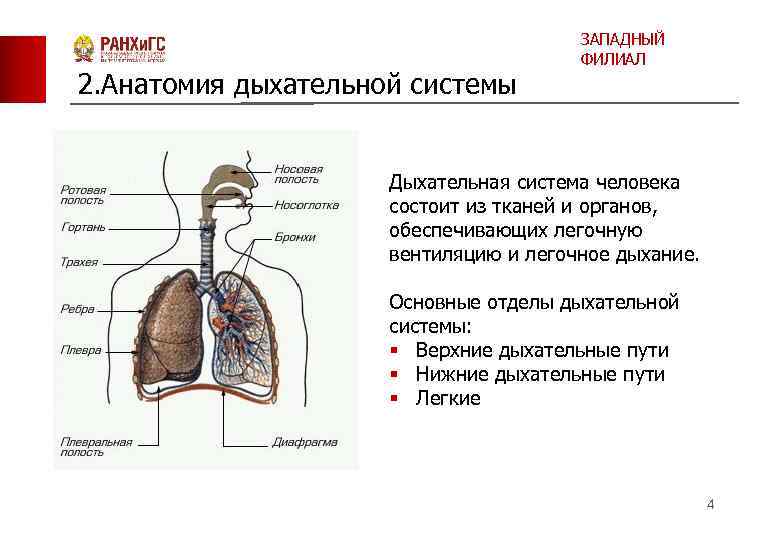 2. Анатомия дыхательной системы ЗАПАДНЫЙ ФИЛИАЛ Дыхательная система человека состоит из тканей и органов,