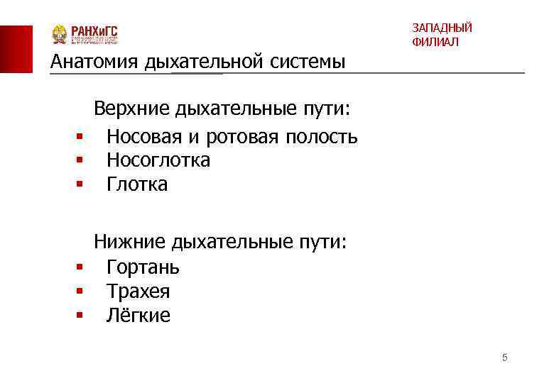 Анатомия дыхательной системы ЗАПАДНЫЙ ФИЛИАЛ Верхние дыхательные пути: § Носовая и ротовая полость §