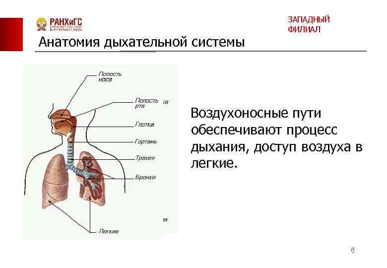 Анатомия дыхательной системы ЗАПАДНЫЙ ФИЛИАЛ Воздухоносные пути обеспечивают процесс дыхания, доступ воздуха в легкие.