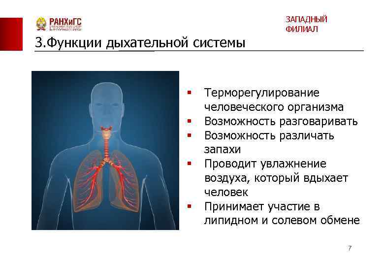 Человеческое тело дыхательная система. Способности организма дыхание. Дыхание – важнейшая функция человеческого организма.. Дыхательная функция волос.