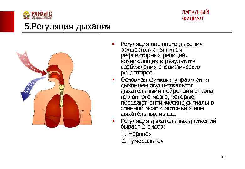 5. Регуляция дыхания ЗАПАДНЫЙ ФИЛИАЛ § Регуляция внешнего дыхания осуществляется путем рефлекторных реакций, возникающих