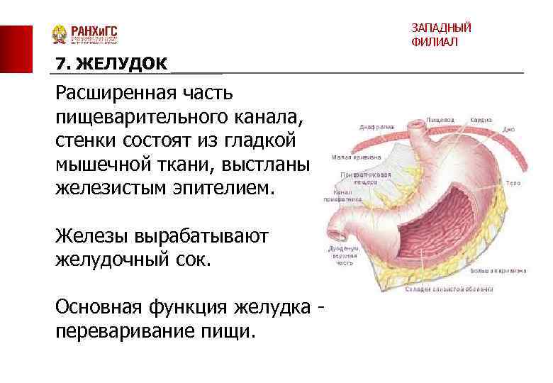 ЗАПАДНЫЙ ФИЛИАЛ 7. ЖЕЛУДОК Расширенная часть пищеварительного канала, стенки состоят из гладкой мышечной ткани,