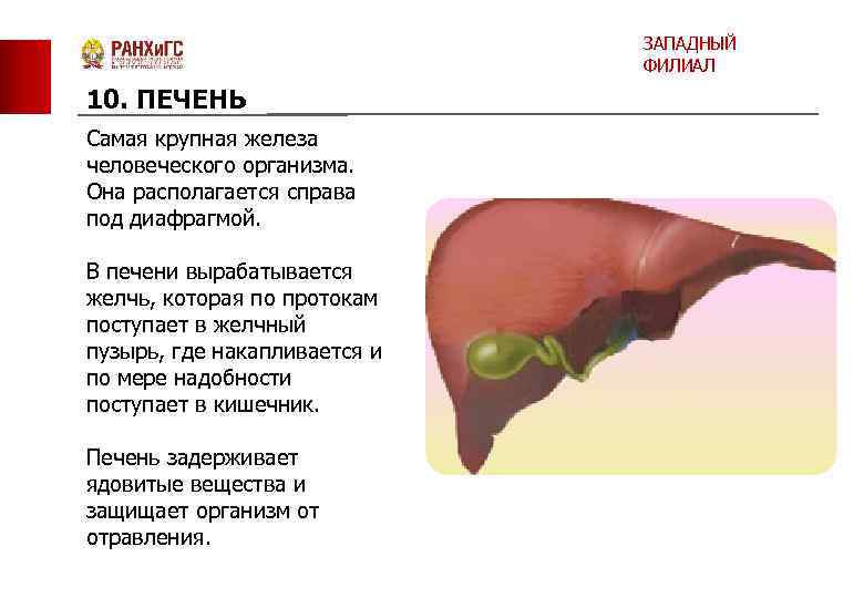 ЗАПАДНЫЙ ФИЛИАЛ 10. ПЕЧЕНЬ Самая крупная железа человеческого организма. Она располагается справа под диафрагмой.