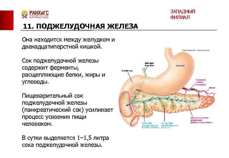 ЗАПАДНЫЙ ФИЛИАЛ 11. ПОДЖЕЛУДОЧНАЯ ЖЕЛЕЗА Она находится между желудком и двенадцатиперстной кишкой. Сок поджелудочной