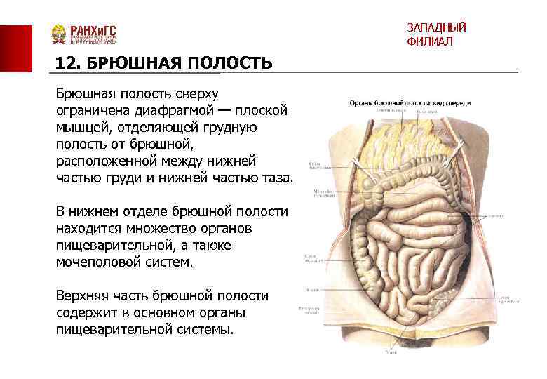 ЗАПАДНЫЙ ФИЛИАЛ 12. БРЮШНАЯ ПОЛОСТЬ Брюшная полость сверху ограничена диафрагмой — плоской мышцей, отделяющей