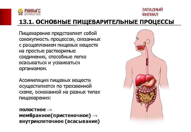 ЗАПАДНЫЙ ФИЛИАЛ 13. 1. ОСНОВНЫЕ ПИЩЕВАРИТЕЛЬНЫЕ ПРОЦЕССЫ Пищеварение представляет собой совокупность процессов, связанных с