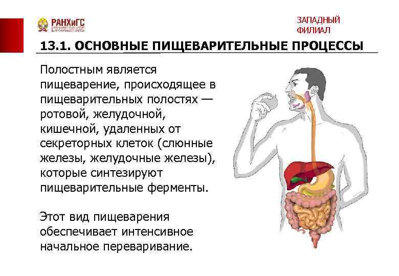 ЗАПАДНЫЙ ФИЛИАЛ 13. 1. ОСНОВНЫЕ ПИЩЕВАРИТЕЛЬНЫЕ ПРОЦЕССЫ Полостным является пищеварение, происходящее в пищеварительных полостях