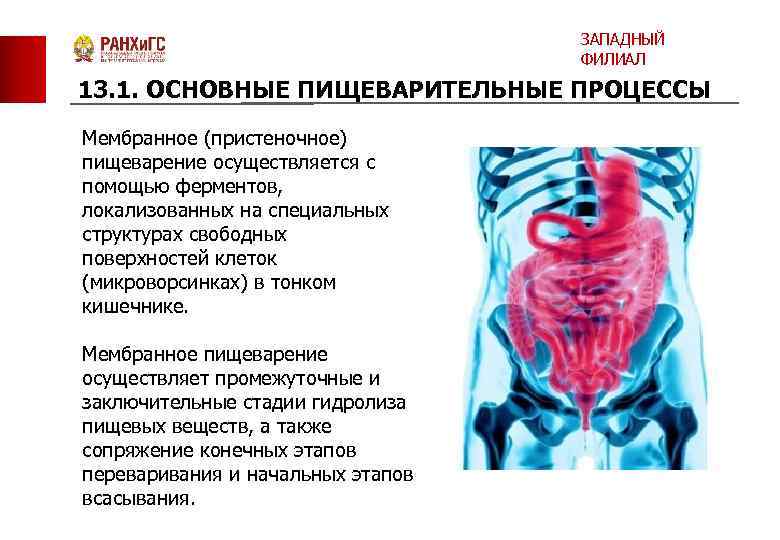 ЗАПАДНЫЙ ФИЛИАЛ 13. 1. ОСНОВНЫЕ ПИЩЕВАРИТЕЛЬНЫЕ ПРОЦЕССЫ Мембранное (пристеночное) пищеварение осуществляется с помощью ферментов,