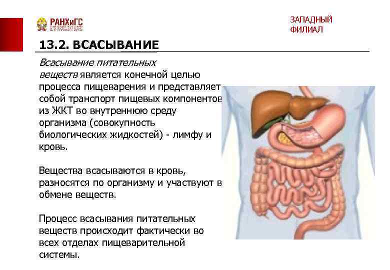 ЗАПАДНЫЙ ФИЛИАЛ 13. 2. ВСАСЫВАНИЕ Всасывание питательных веществ является конечной целью процесса пищеварения и