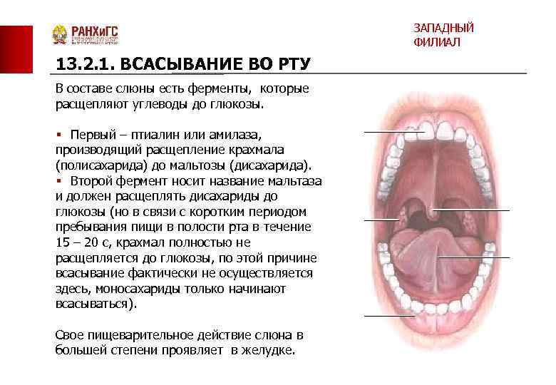 ЗАПАДНЫЙ ФИЛИАЛ 13. 2. 1. ВСАСЫВАНИЕ ВО РТУ В составе слюны есть ферменты, которые