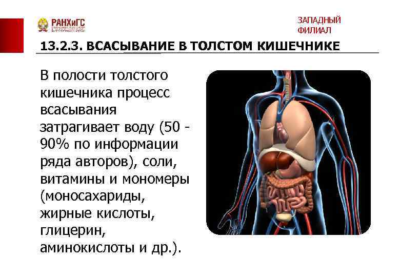 ЗАПАДНЫЙ ФИЛИАЛ 13. 2. 3. ВСАСЫВАНИЕ В ТОЛСТОМ КИШЕЧНИКЕ В полости толстого кишечника процесс