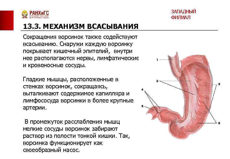 ЗАПАДНЫЙ ФИЛИАЛ 13. 3. МЕХАНИЗМ ВСАСЫВАНИЯ Сокращения ворсинок также содействуют всасыванию. Снаружи каждую ворсинку