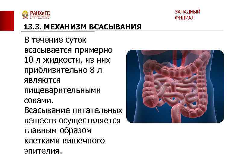 ЗАПАДНЫЙ ФИЛИАЛ 13. 3. МЕХАНИЗМ ВСАСЫВАНИЯ В течение суток всасывается примерно 10 л жидкости,