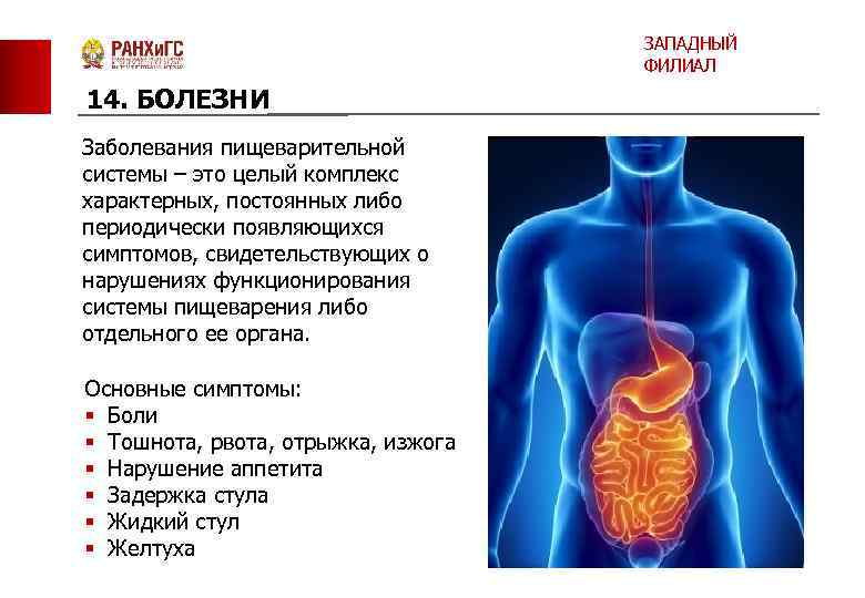 ЗАПАДНЫЙ ФИЛИАЛ 14. БОЛЕЗНИ Заболевания пищеварительной системы – это целый комплекс характерных, постоянных либо