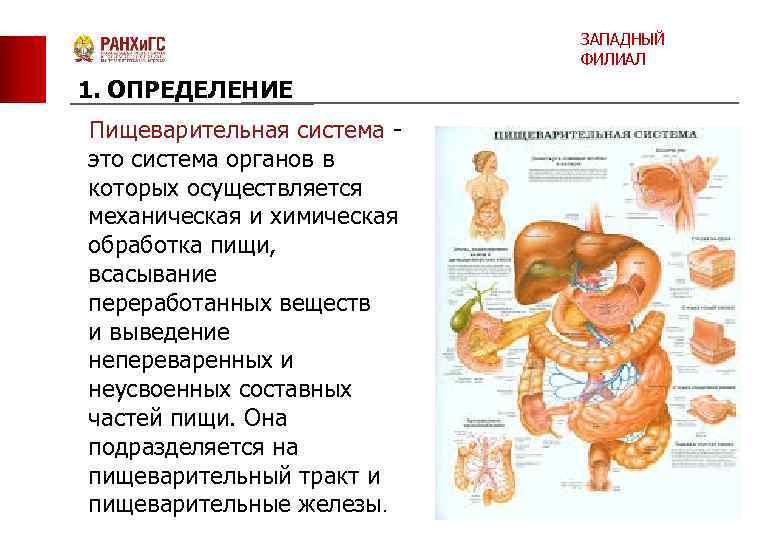 ЗАПАДНЫЙ ФИЛИАЛ 1. ОПРЕДЕЛЕНИЕ Пищеварительная система - это система органов в которых осуществляется механическая