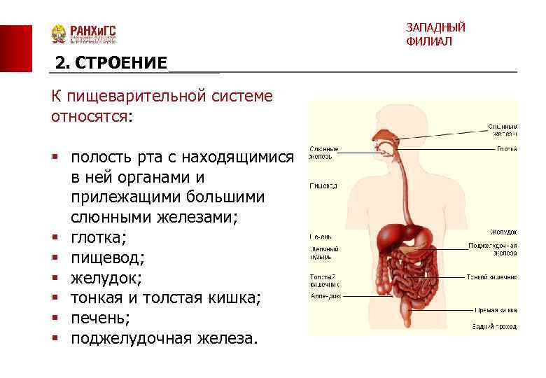 ЗАПАДНЫЙ ФИЛИАЛ 2. СТРОЕНИЕ К пищеварительной системе относятся: § полость рта с находящимися в