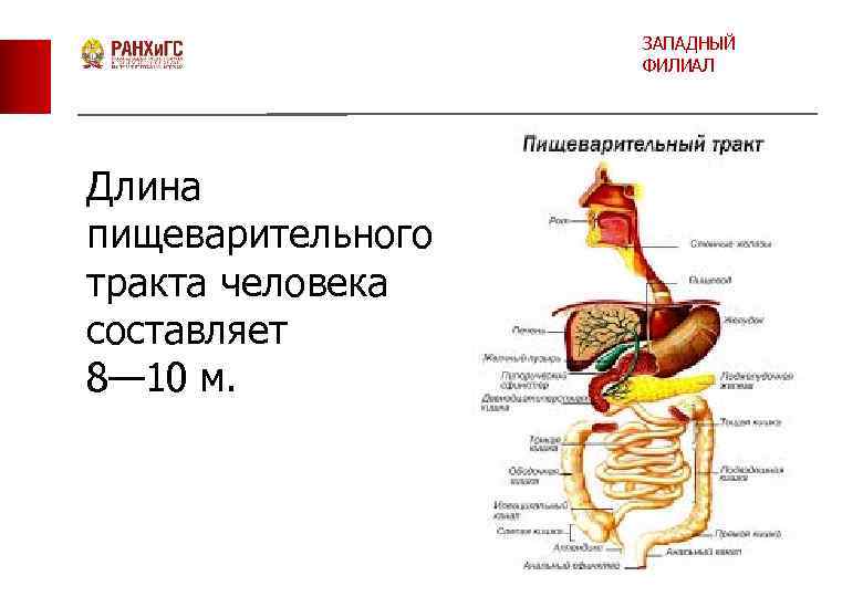 ЗАПАДНЫЙ ФИЛИАЛ Длина пищеварительного тракта человека составляет 8— 10 м. 