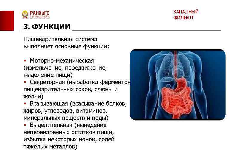 ЗАПАДНЫЙ ФИЛИАЛ 3. ФУНКЦИИ Пищеварительная система выполняет основные функции: § Моторно-механическая (измельчение, передвижение, выделение