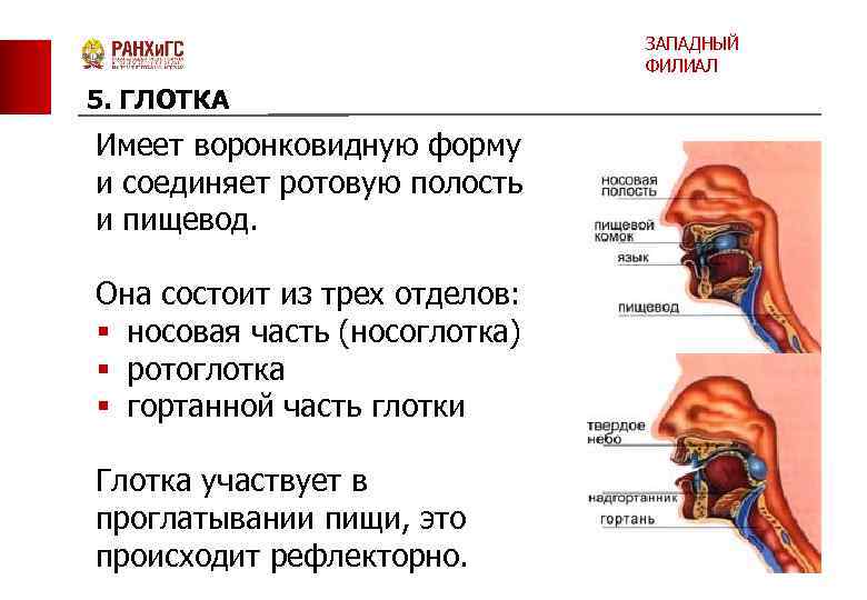 ЗАПАДНЫЙ ФИЛИАЛ 5. ГЛОТКА Имеет воронковидную форму и соединяет ротовую полость и пищевод. Она