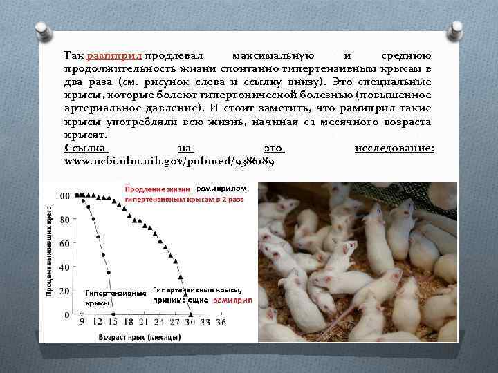 Так рамиприл продлевал максимальную и среднюю продолжительность жизни спонтанно гипертензивным крысам в два раза