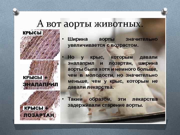 А вот аорты животных. • Ширина аорты значительно увеличивается с возрастом. • Но у
