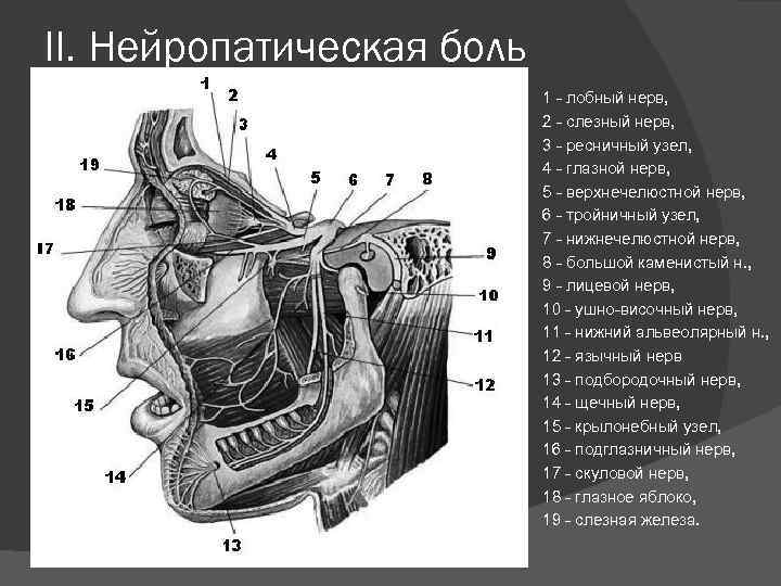 II. Нейропатическая боль 1 - лобный нерв, 2 - слезный нерв, 3 - ресничный