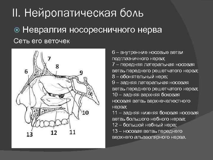 II. Нейропатическая боль Невралгия носоресничного Сеть его веточек нерва 6 – внутренние носовые ветви