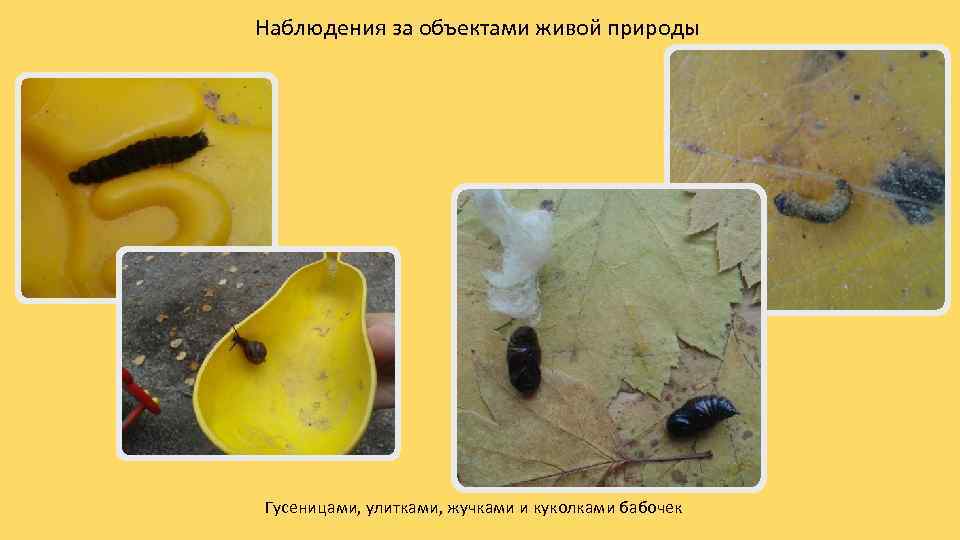 Наблюдения за объектами живой природы Гусеницами, улитками, жучками и куколками бабочек 