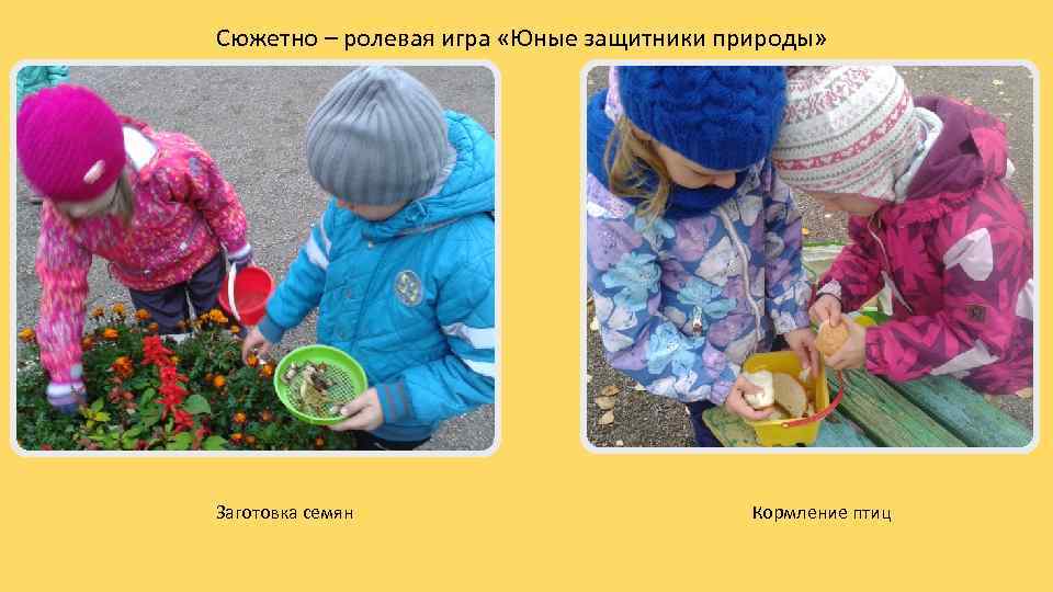 Сюжетно – ролевая игра «Юные защитники природы» Заготовка семян Кормление птиц 