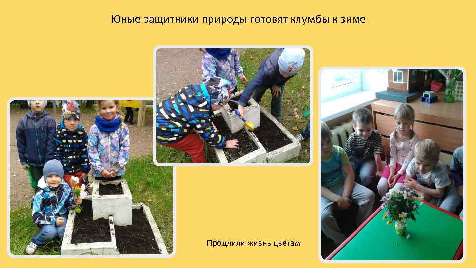 Юные защитники природы готовят клумбы к зиме Продлили жизнь цветам 