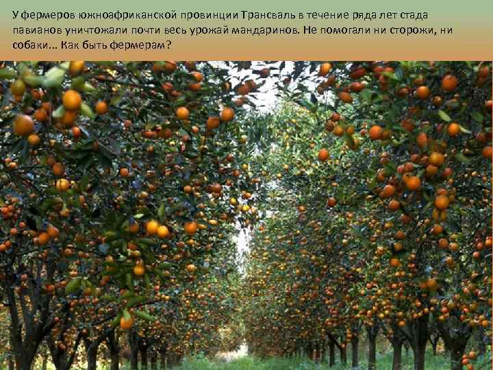 У фермеров южноафриканской провинции Трансваль в течение ряда лет стада павианов уничтожали почти весь