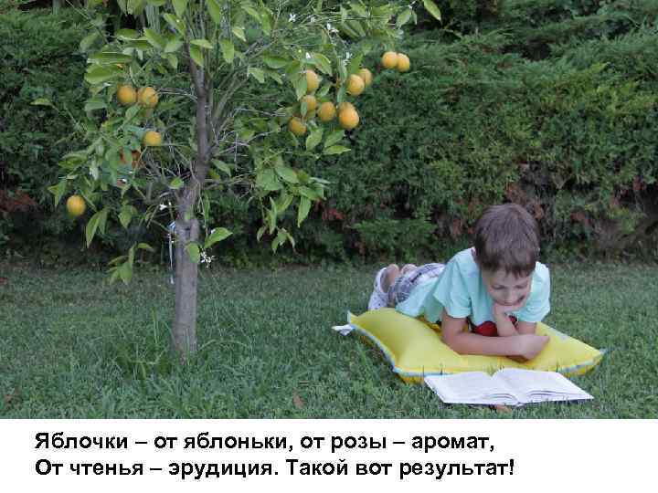 Яблочки – от яблоньки, от розы – аромат, От чтенья – эрудиция. Такой вот