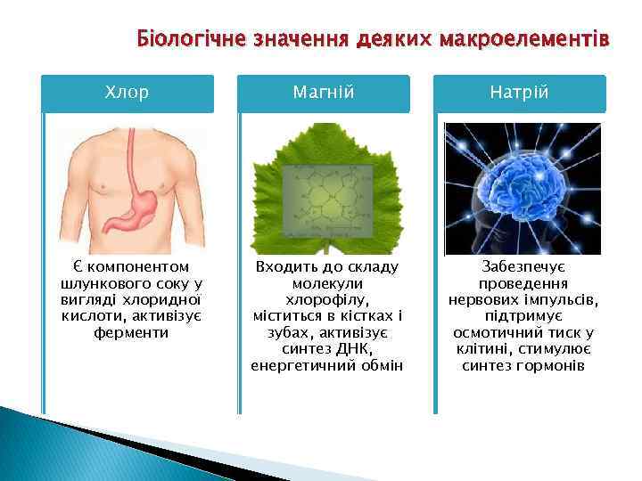 Біологічне значення деяких макроелементів Хлор Магній Натрій Є компонентом шлункового соку у вигляді хлоридної