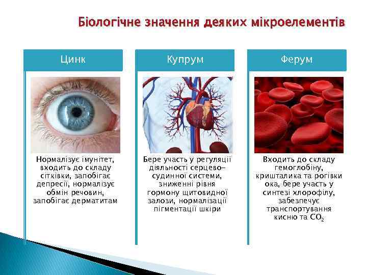 Біологічне значення деяких мікроелементів Цинк Купрум Ферум Нормалізує імунітет, входить до складу сітківки, запобігає