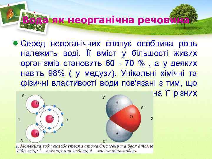 Вода як неорганічна речовина Серед неорганічних сполук особлива роль належить воді. Її вміст у