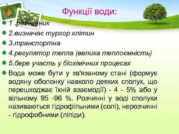 Функції води: 1. розчинник 2. визначає тургор клітин 3. транспортна 4. регулятор тепла (велика