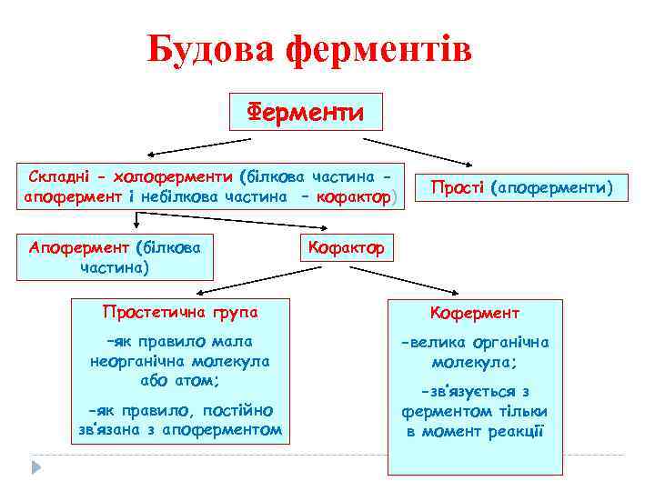 Будова ферментів Ферменти Складні - холоферменти (білкова частина апофермент і небілкова частина – кофактор)